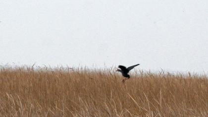 Purple Swamphen