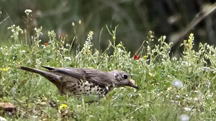 Ökse ardıcı
