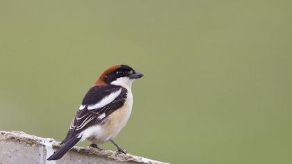 Woodchat Shrike