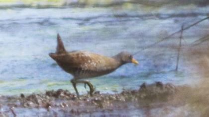 Spotted Crake