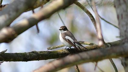 European Pied Flycatcher