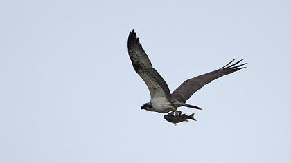 Western Osprey