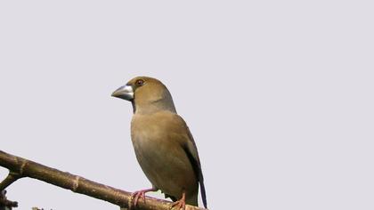 Hawfinch