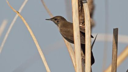 Savi`s Warbler