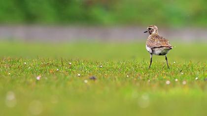 European Golden Plover