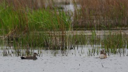 Gadwall