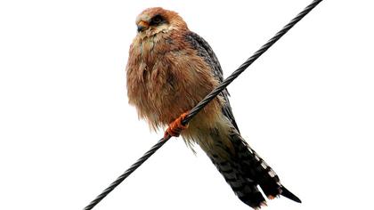 Red-footed Falcon