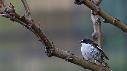 European Pied Flycatcher