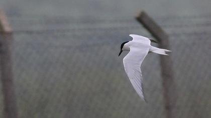 Gull-billed Tern