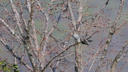 Common Cuckoo