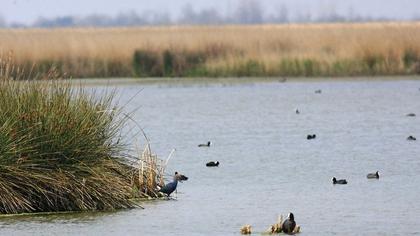 Purple Swamphen