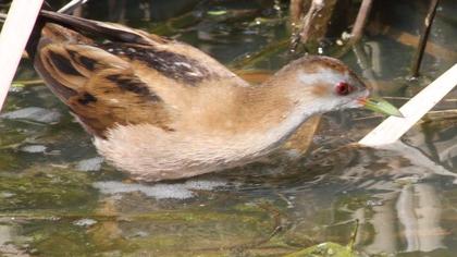 Little Crake