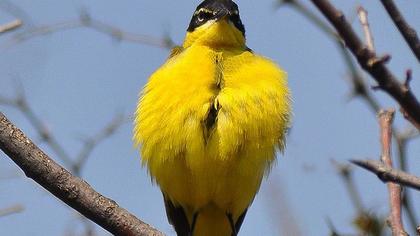 Western Yellow Wagtail