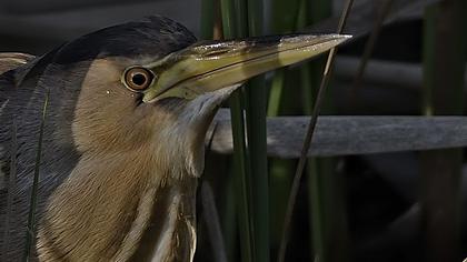 Little Bittern
