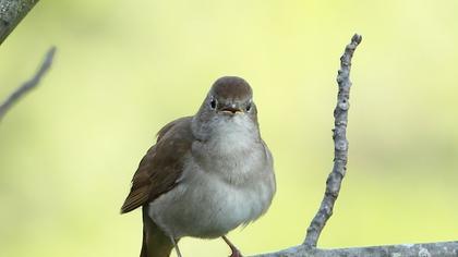 Common Nightingale