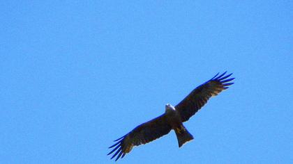 Black Kite