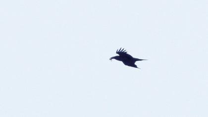 Northern Raven
