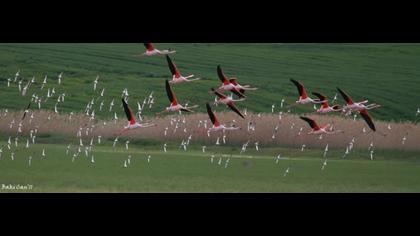 Greater Flamingo