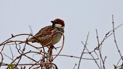 Spanish Sparrow