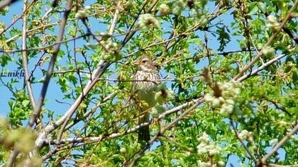 Corn Bunting