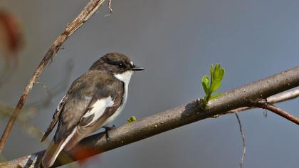 European Pied Flycatcher