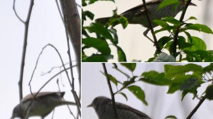 Çizgili ötleğen
