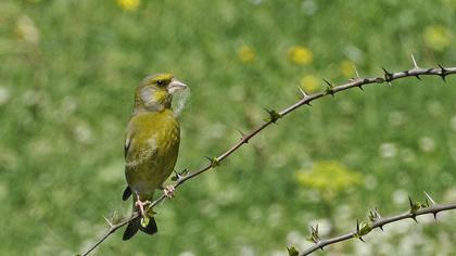 European Greenfinch