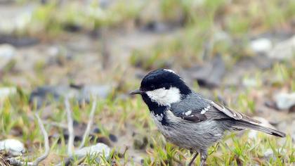 Coal Tit