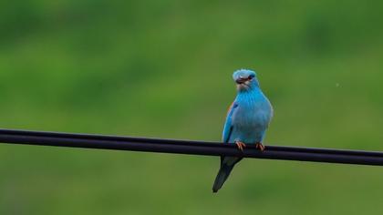 European Roller