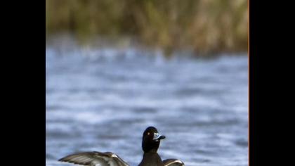Tufted Duck