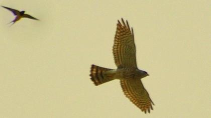 Atmaca