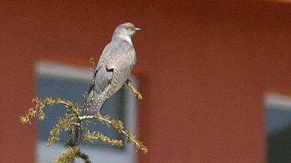Common Cuckoo