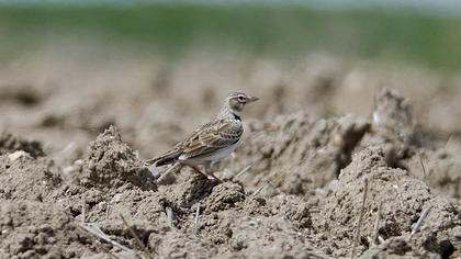 Calandra Lark