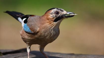 Eurasian Jay