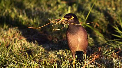 Common Myna