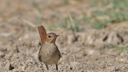 Thrush Nightingale