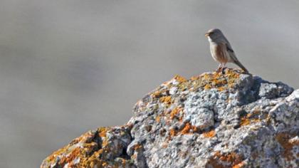 Alpine Accentor