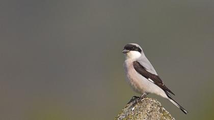 Lesser Grey Shrike