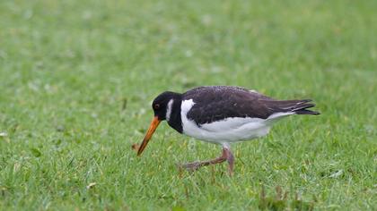 Eurasian Oystercatcher