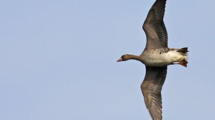 Greater White-fronted Goose