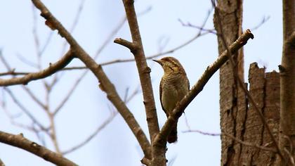Eurasian Wryneck