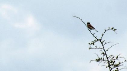 Red-backed Shrike