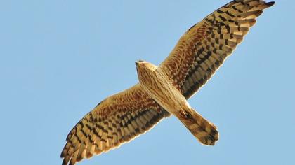 Montagu`s Harrier