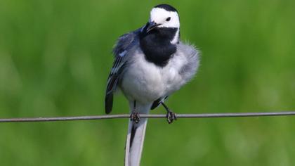 White Wagtail