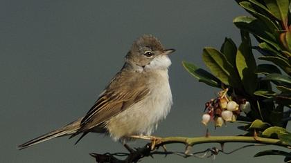 Common Whitethroat