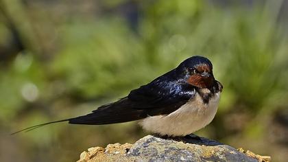Barn Swallow