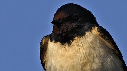 Barn Swallow