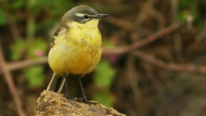 Western Yellow Wagtail