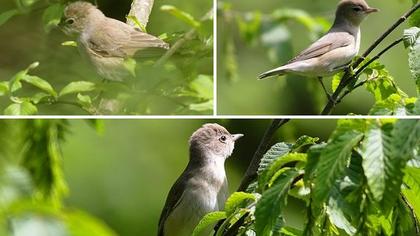 Garden Warbler