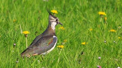 Northern Lapwing